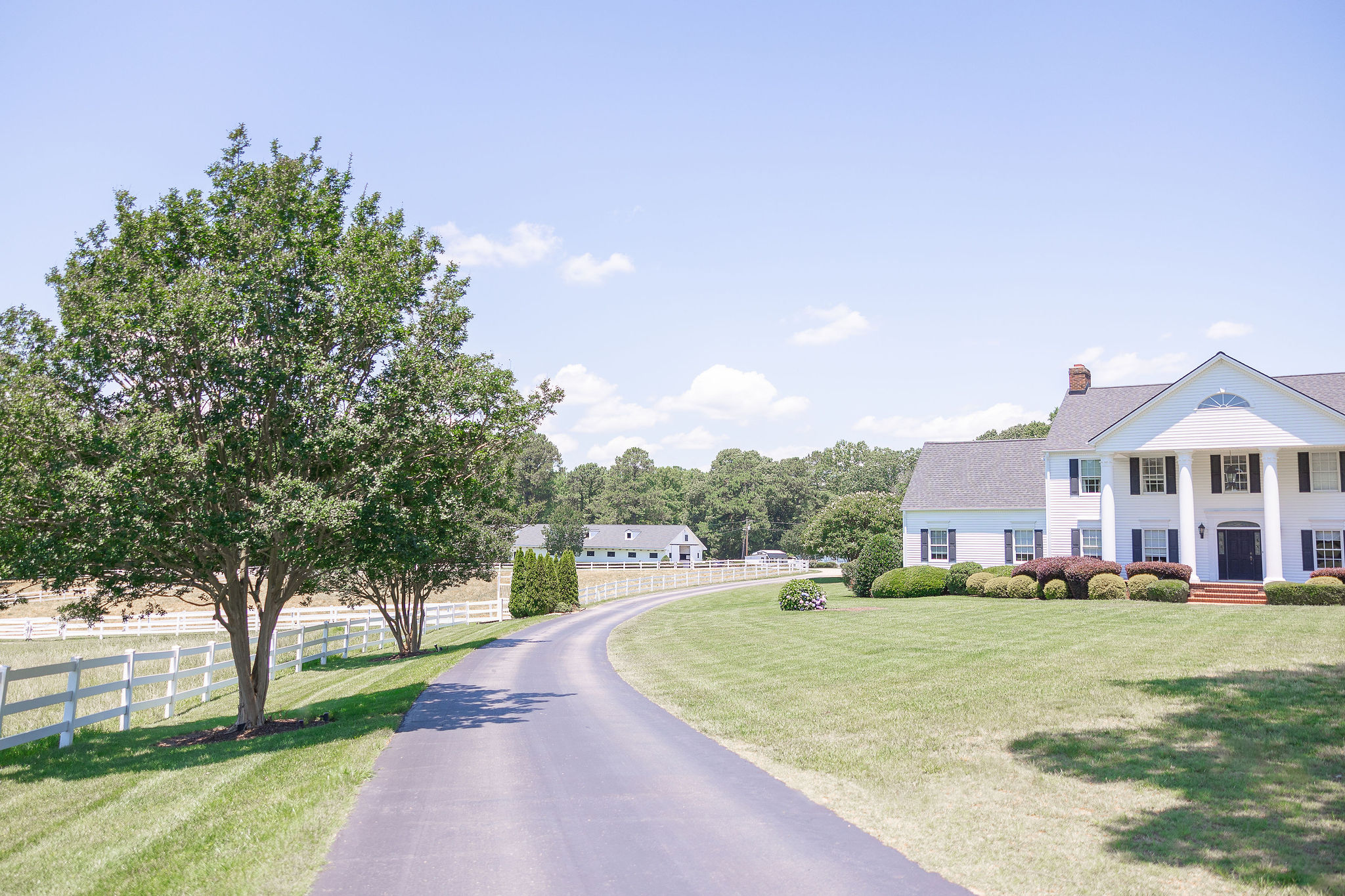 Road with bug tree leading to white home