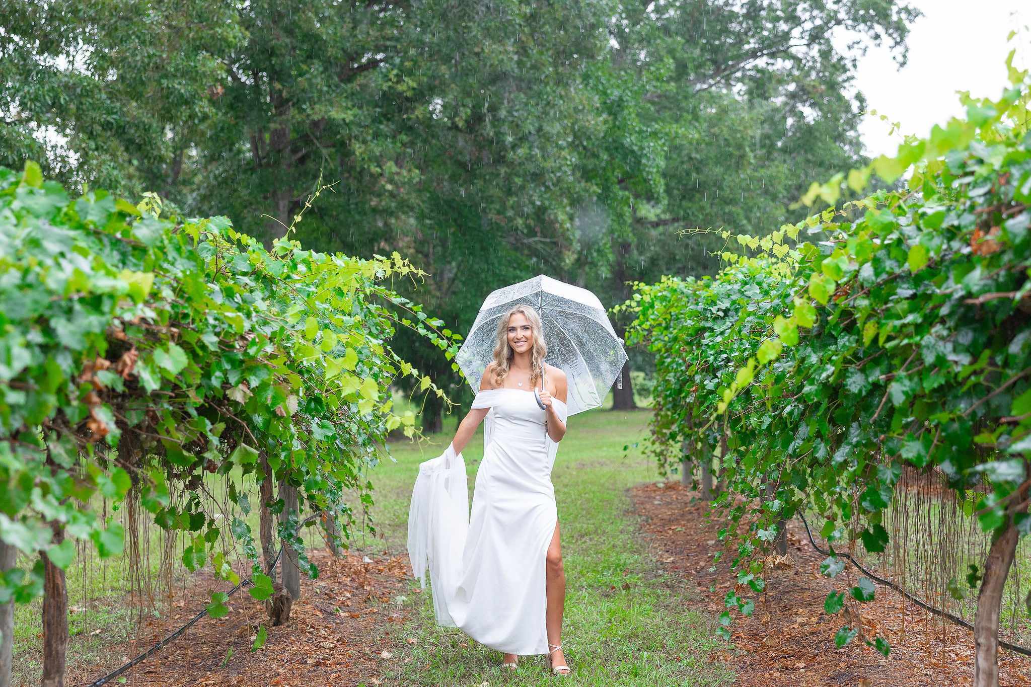 Bride standing in vineyard with clear umbrella